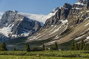 Grizzlies: Grizzly Bear (Ursus arctos) near Bow Lake, Banff