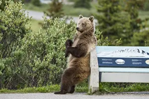Rubbing: Grizzly Bear (Ursus arctos) rubbing/scratching its