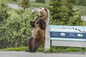 Rubbing: Grizzly Bear (Ursus arctos) rubbing/scratching its