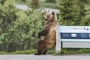 Scratching: Grizzly Bear (Ursus arctos) rubbing/scratching its