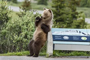 Scratching: Grizzly Bear (Ursus arctos) rubbing/scratching its