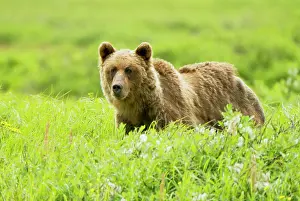 Headwaters: Grizzly bear, Ursus arctos, Sacred Headwaters