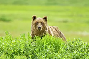 Headwaters: Grizzly bear, Ursus arctos, Sacred Headwaters