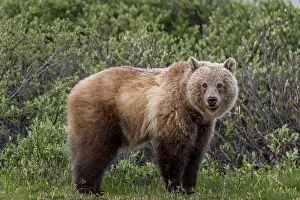 Grizzlies: Grizzly Bear (Ursus arctos) among subalpine willows