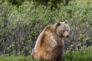 Grizzlies: Grizzly Bear (Ursus arctos) among subalpine willows