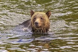 Float: A grizzly bear (Ursus arctos) swimming in a river