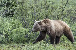 Grizzlies: Grizzly Bear (Ursus arctos) walking through subalpine