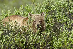 Grizzlies: Grizzly Bear (Ursus arctos) in willows. Banff National