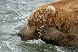 Salmons: Grizzly Bear - waiting to catch salmon from river