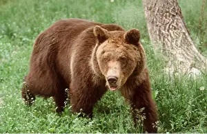 Grizzly: GRIZZLY BEAR - WALKING
