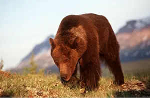 Grizzly: GRIZZLY BEAR walking