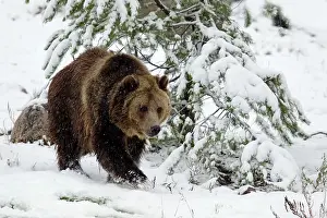 Arctos: Grizzly Bear walking in snow