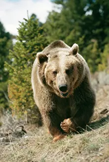 Charging: GRIZZLY BEAR - WALKS TO CAMERA
