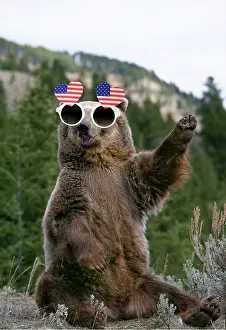 Arms: GRIZZLY BEAR wearing American heart-shaped glasses