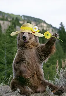 Bonnets: GRIZZLY BEAR, wearing Easter bonnet holding flower