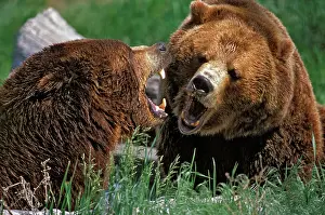 Agression: Two Grizzly Bears, growling, showing agression