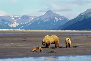 Razor: Grizzly Bears - Sow with yearling cub -digging