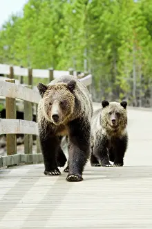 Boardwalk: Grizzly (Brown) Bear