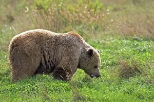 Arctos: Grizzly Brown Bear