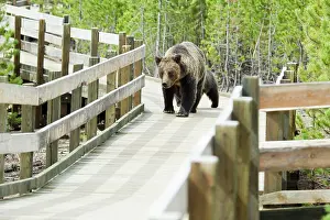 Boardwalk: Grizzly (Brown) Bear walking along boardwalk