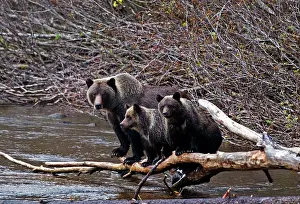 Twins: Grizzly mother - with 9 month old twin cubs walking log