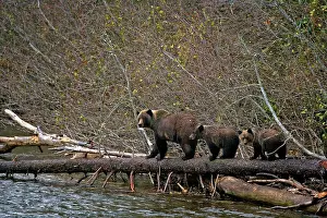 Twins: Grizzly mother - with twin cubs walking log