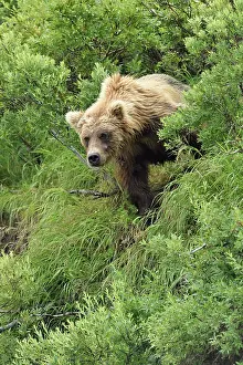 Junction: Grizzly (Ursus arctos horribilis ) on bank, Junction