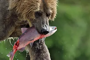 Salmonidae: Grizzly (Ursus arctos horribilis) catching a salmon