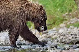 Salmonidae: Grizzly (Ursus arctos horribilis) catching a salmon