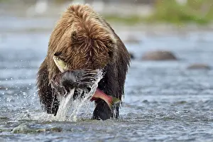 Salmonidae: Grizzly (Ursus arctos horribilis) catching a salmon