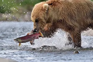 Salmonidae: Grizzly (Ursus arctos horribilis) catching a salmon
