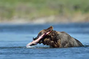 Salmonidae: Grizzly (Ursus arctos horribilis) catching a salmon