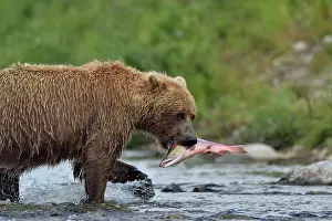 Katmai: Grizzly (Ursus arctos horribilis) catching a salmon