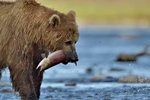 Katmai: Grizzly (Ursus arctos horribilis) catching a salmon