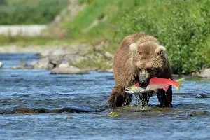 Katmai: Grizzly (Ursus arctos horribilis) catching a salmon