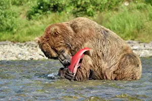 Katmai: Grizzly (Ursus arctos horribilis) catching a salmon