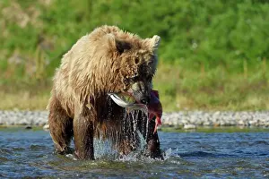 Katmai: Grizzly (Ursus arctos horribilis) catching a salmon