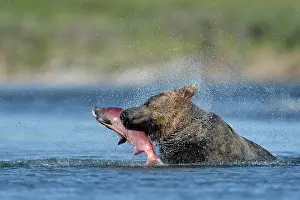 Katmai: Grizzly (Ursus arctos horribilis) catching a salmon