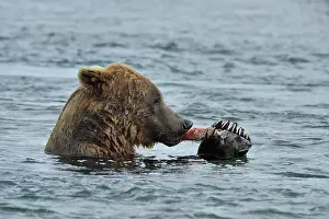 Salmonidae: Grizzly (Ursus arctos horribilis) eating a salmon