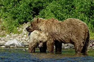 Wheedle: Grizzly (Ursus arctos horribilis ) female and young