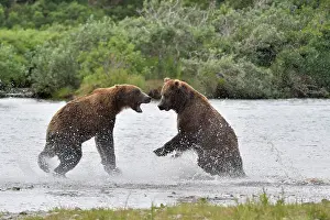 Specific: Grizzly (Ursus arctos horribilis ) fighting, Junction