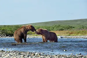 Katmai: Grizzly (Ursus arctos horribilis ) fighting, Junction