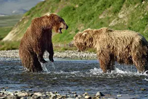 Katmai: Grizzly (Ursus arctos horribilis ) fighting, Junction