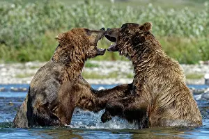 Katmai: Grizzly (Ursus arctos horribilis ) fighting, Junction