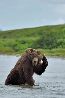 Junction: Grizzly (Ursus arctos horribilis ) fishing, Junction