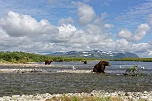 Junction: Grizzly (Ursus arctos horribilis ) fishing, Junction