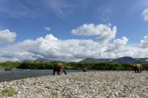 Salmonidae: Grizzly (Ursus arctos horribilis ) fishing, Junction