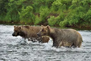 Junction: Grizzly (Ursus arctos horribilis ) fishing, Junction