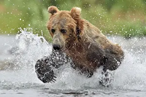 Pursue: Grizzly (Ursus arctos horribilis ) fishing, Junction