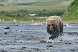Pursue: Grizzly (Ursus arctos horribilis ) fishing, Junction